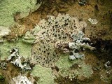 Buellia erubescens image