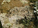 Buellia erubescens image