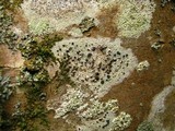 Buellia erubescens image