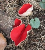 Sarcoscypha austriaca image
