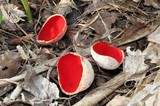 Sarcoscypha austriaca image