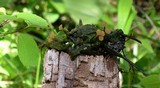 Sclerotinia veratri image