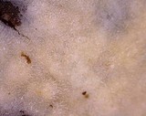 Peniophorella pubera image
