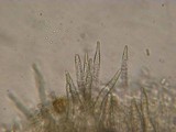 Peniophorella pubera image