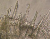Peniophorella pubera image