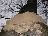 Perenniporia fraxinophila image