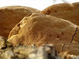 Perenniporia fraxinophila image