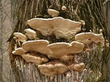 Perenniporia fraxinophila image