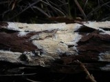 Gloiothele lactescens image
