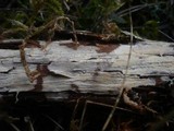 Gloiothele lactescens image