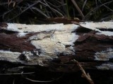 Gloiothele lactescens image