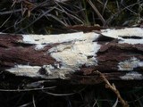 Gloiothele lactescens image