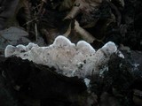 Gloeoporus dichrous image