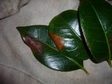 Discula theae-sinensis image