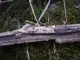 Gloniopsis praelonga image