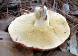 Suillus brevipes image
