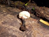 Xylaria cubensis image