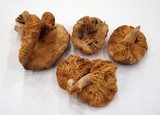 Arcangeliella desjardinii image