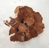 Bondarzewia occidentalis image