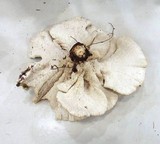 Bondarzewia occidentalis image