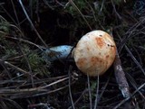Cortinarius rubicundulus image