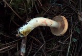 Cortinarius rubicundulus image