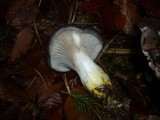 Gomphidius glutinosus image