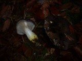 Gomphidius glutinosus image