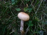 Gomphidius maculatus image