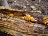 Guepiniopsis buccina image