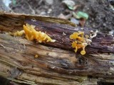 Guepiniopsis buccina image