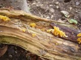 Guepiniopsis buccina image