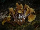 Gymnopilus picreus image