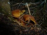 Gymnopilus picreus image