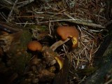 Gymnopilus picreus image