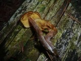 Gymnopilus picreus image