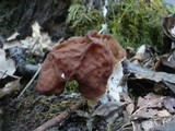 Gyromitra fastigiata image