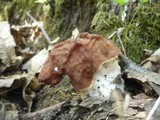 Gyromitra fastigiata image