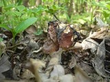 Gyromitra fastigiata image