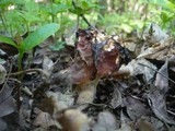 Gyromitra fastigiata image