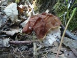 Gyromitra fastigiata image