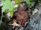Gyromitra fastigiata image
