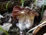 Gyromitra fastigiata image