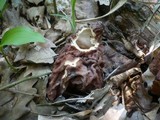 Gyromitra fastigiata image