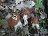 Gyromitra fastigiata image