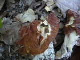 Gyromitra fastigiata image