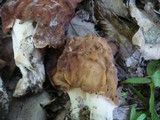 Gyromitra fastigiata image