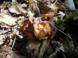 Gyromitra fastigiata image