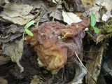 Gyromitra fastigiata image