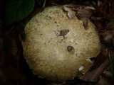 Gyroporus cyanescens image